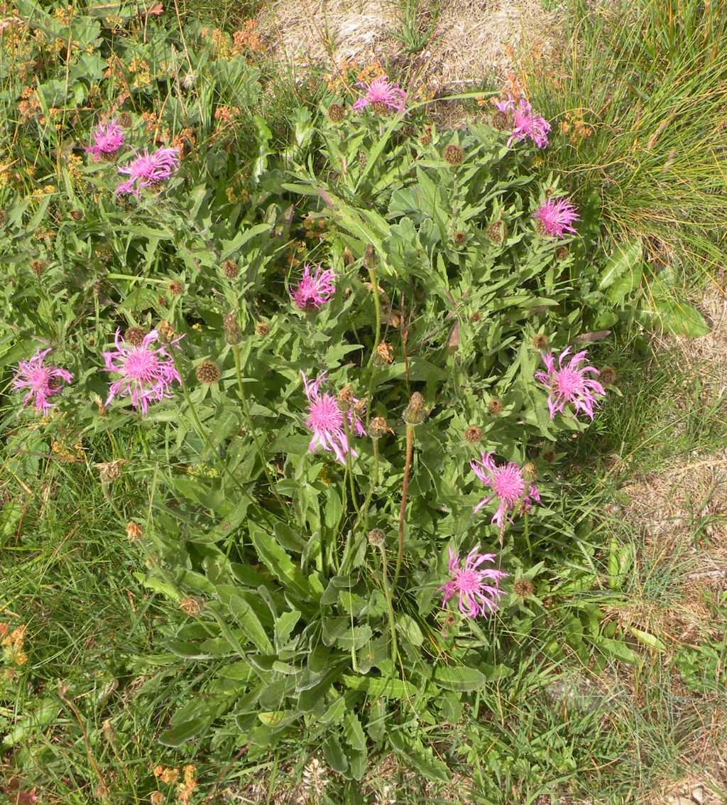 Centaurea nervosa